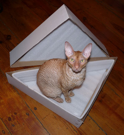Tenzing in flag box